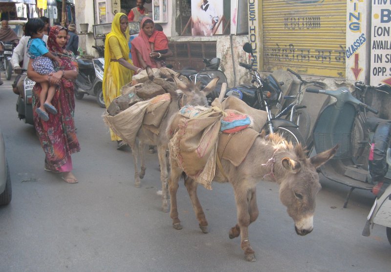 Sometimes donkeys outnumber cows