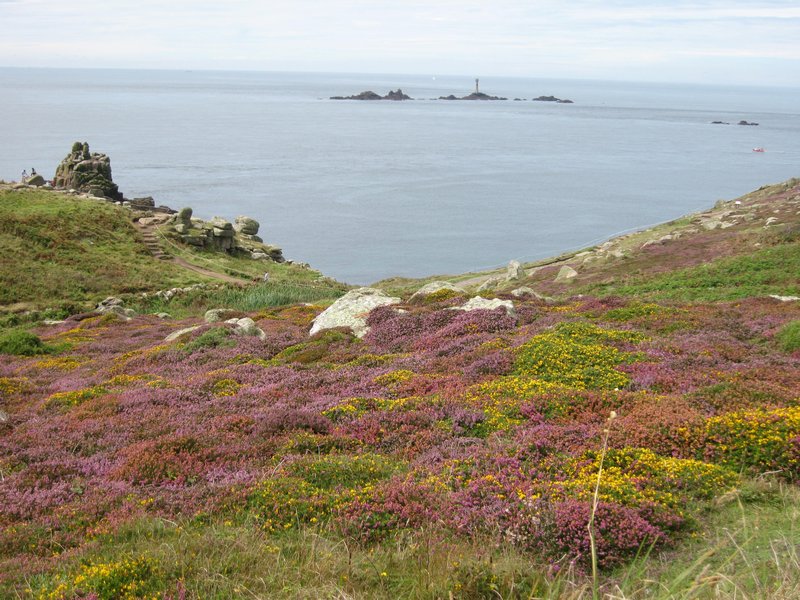 The heather at Lands End