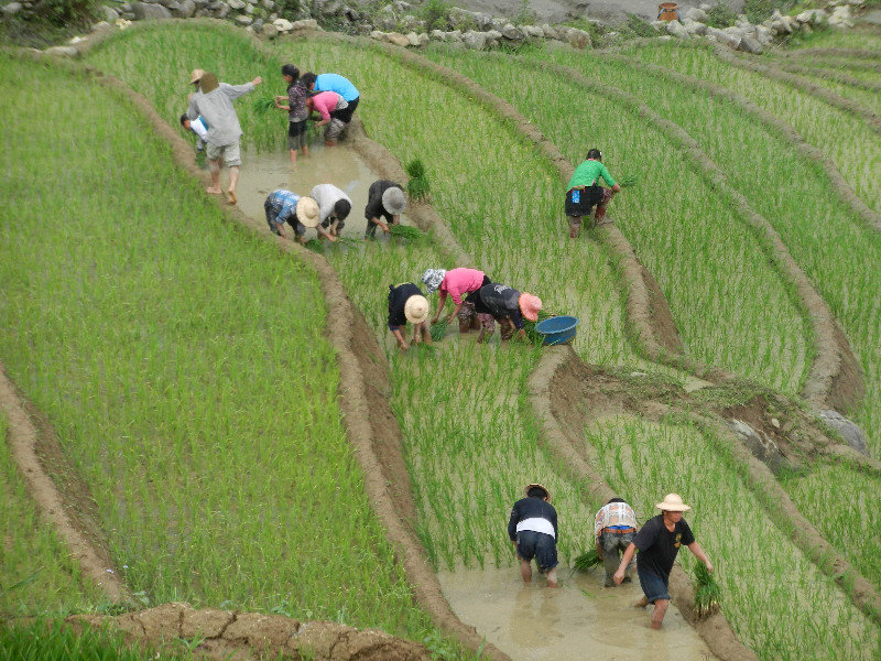 Planting the Rice