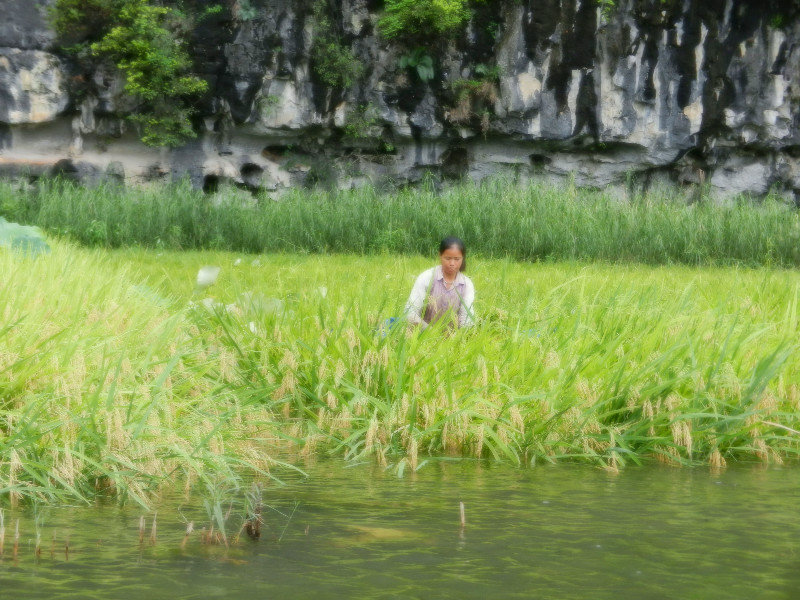 Working the rice paddies in knee-deep water