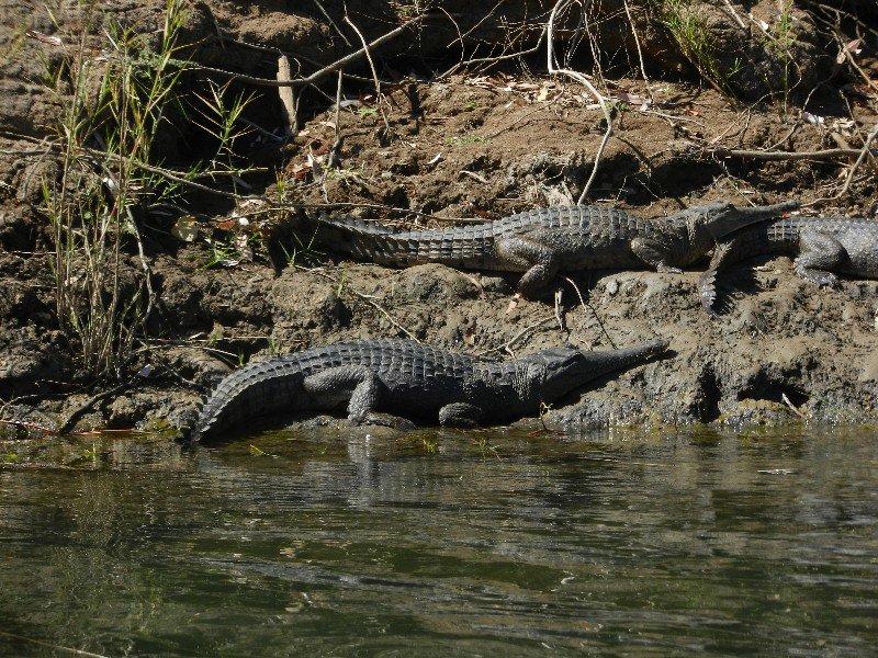 More crocs lurking