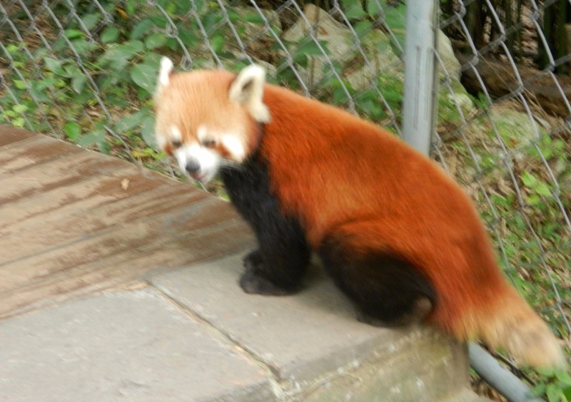 The much smaller red panda