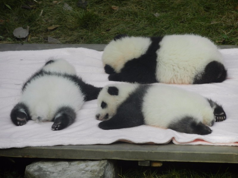 Baby pandas at rest