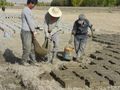 Preparing the mud bricks