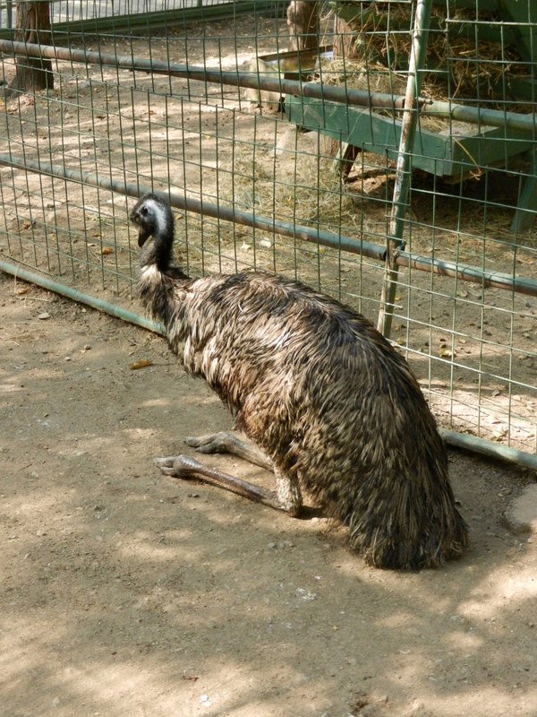 Come to Almaty to view an Aussie emu!