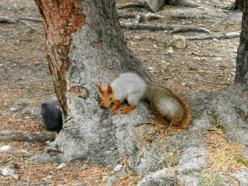 Cute little 'ranga' squirrel