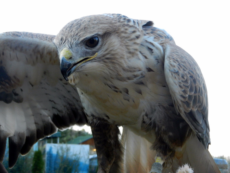Falcon up close and personal ...