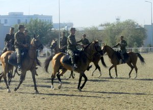 Akhal Teke horses in training