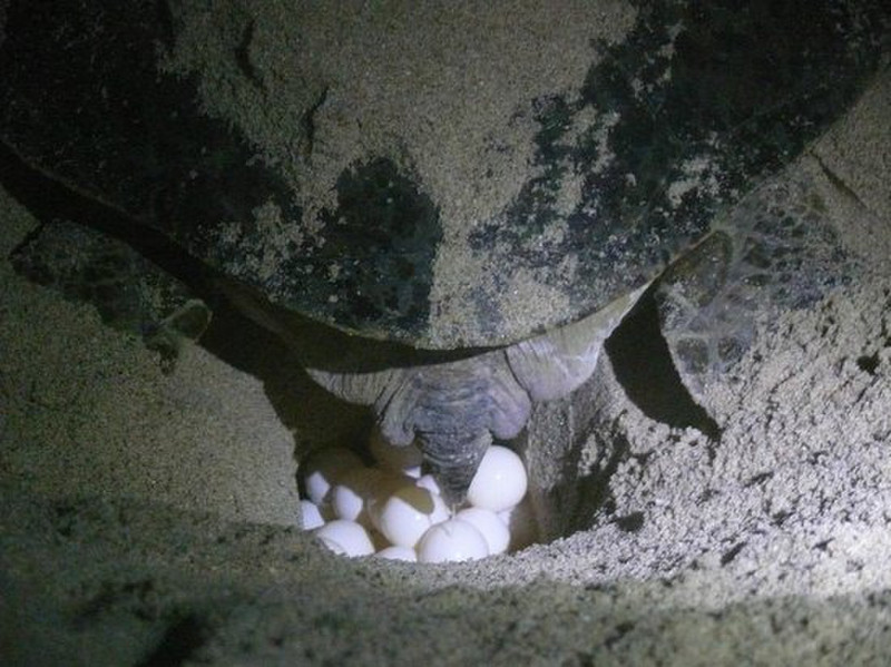 Turtle laying its eggs at night ...