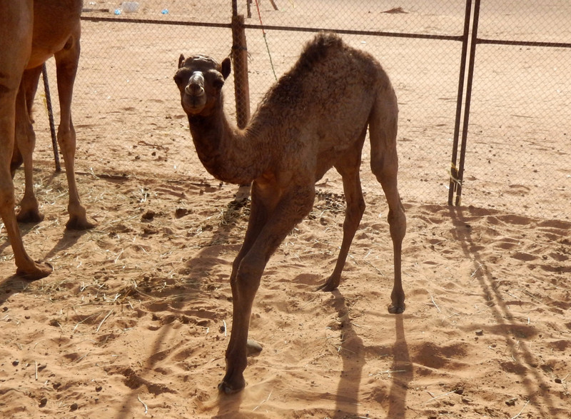 Baby camel ...