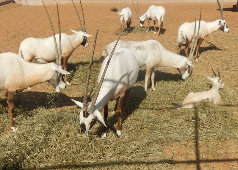 Omani Onyx herd at 1,000 Nights Camp
