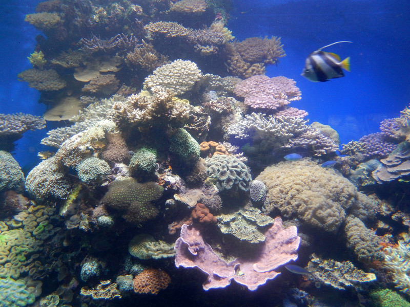 More coral on display ...