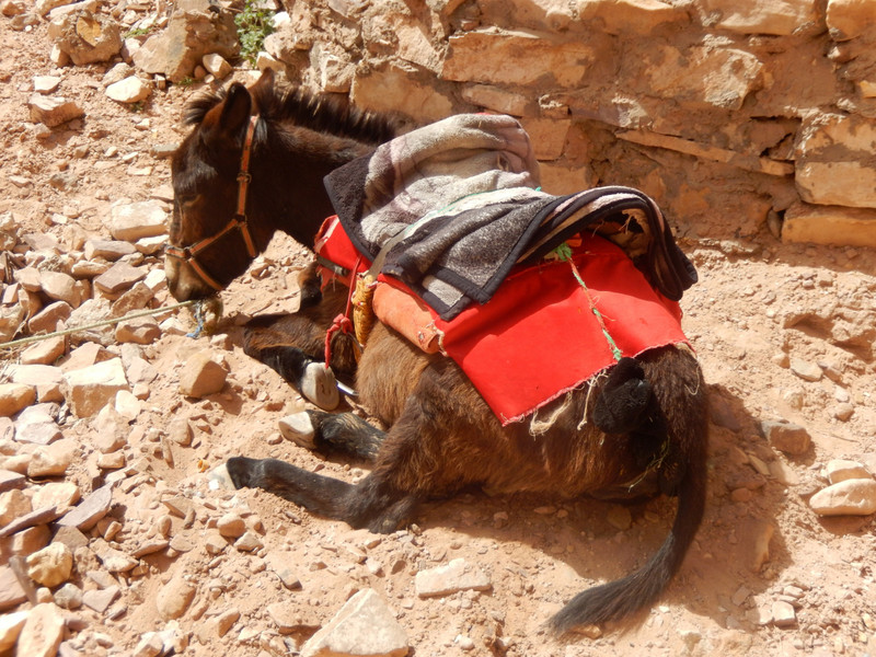 Donkey resting mid-climb
