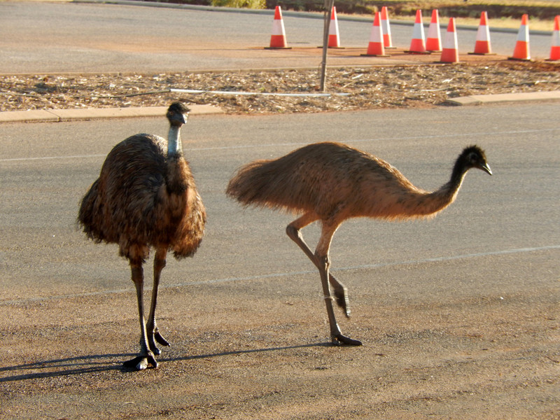 Emus have right of way in the north west