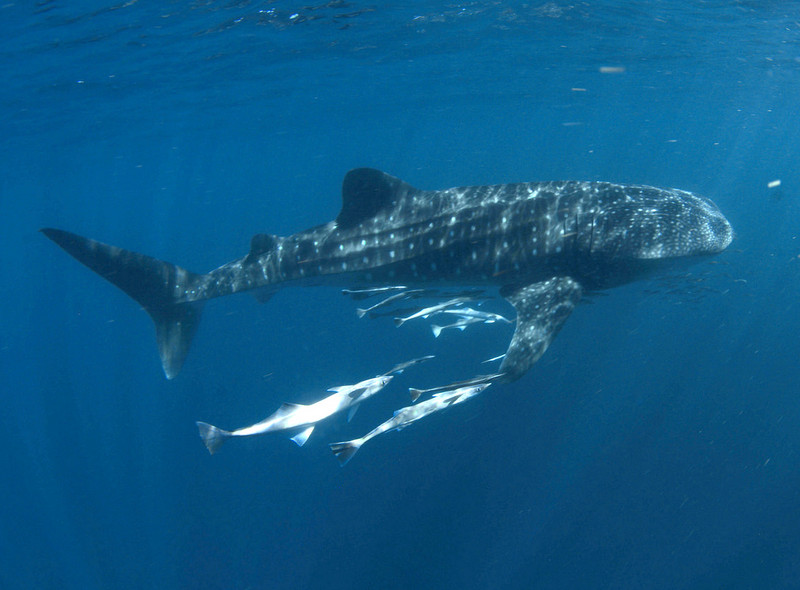 Whale shark with two larger escorts
