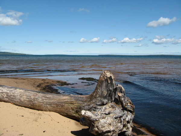 Driftwood on Lake Superior
