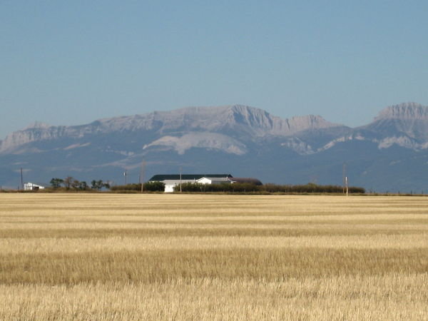 The Front Range and Wheat Fields