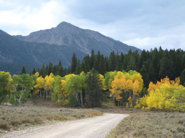 Aspens Changing at Elevation