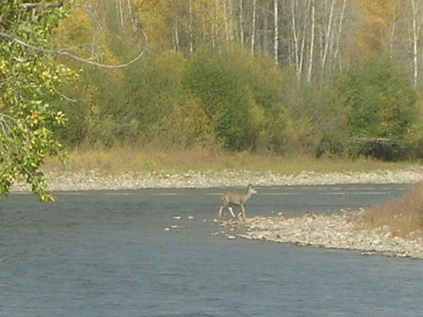 Deer in River