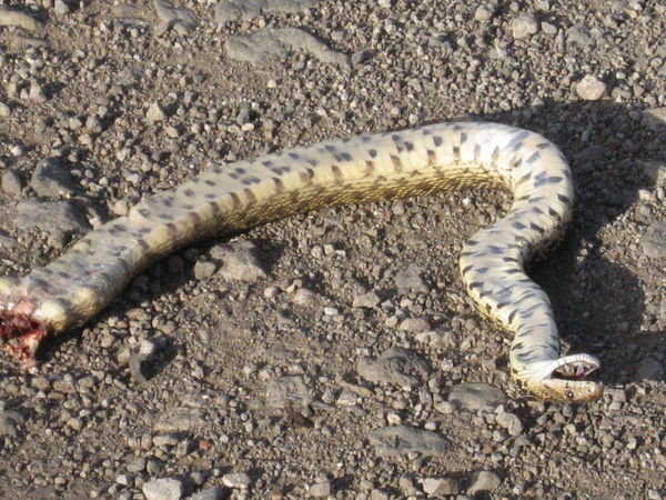 Dead Snake