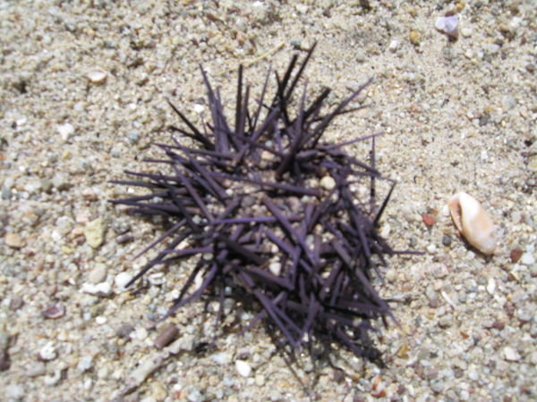 Dead Urchins...