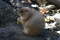 Prarie Dog