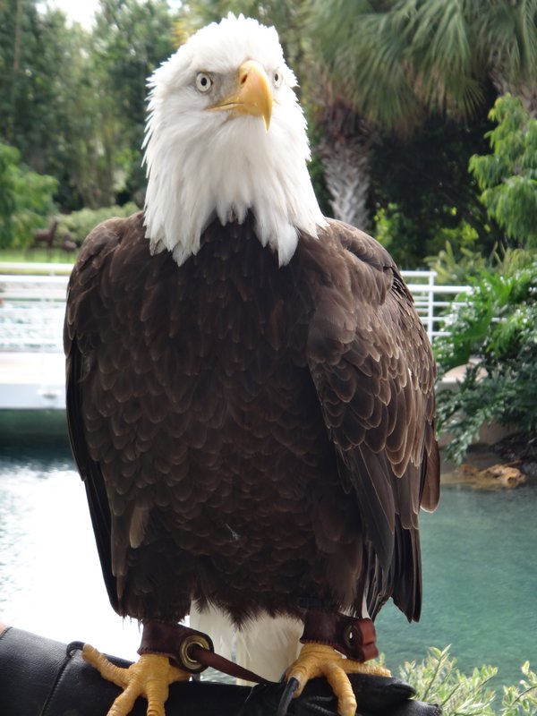 A bald Eagle