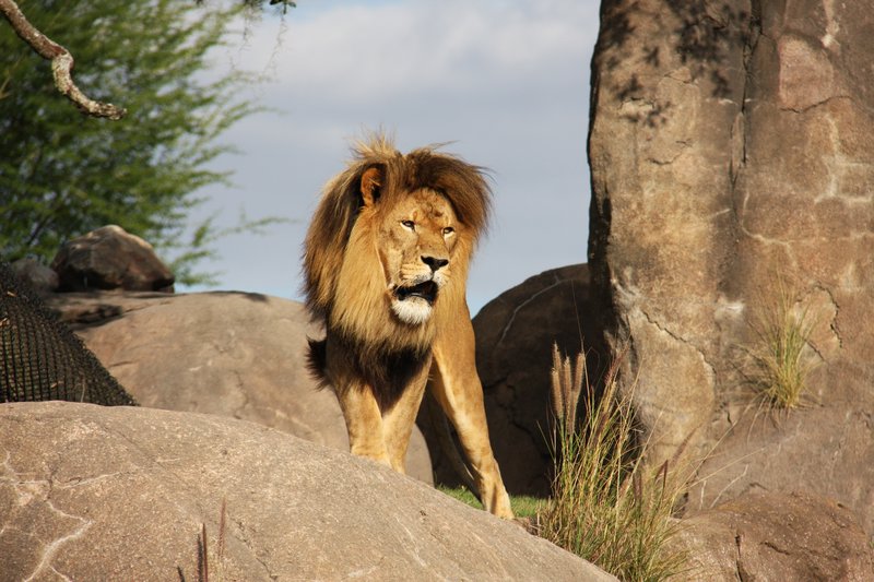Lion on safari