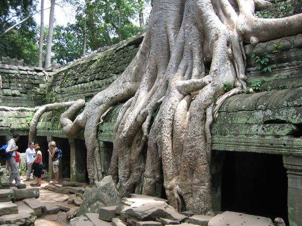 Ta Prohm - Angkors Finest