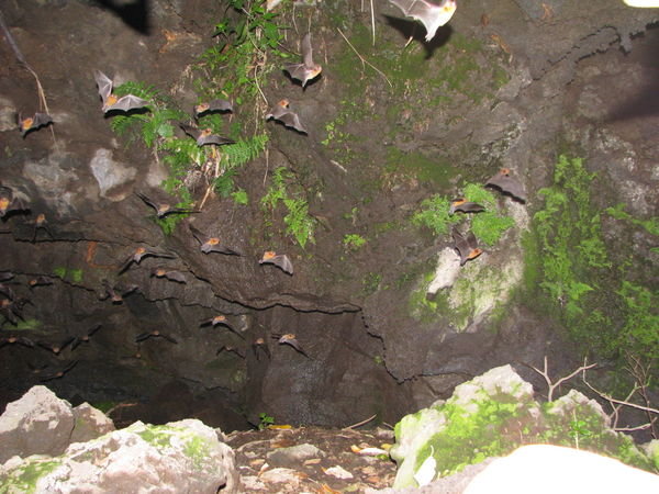 Bat Cave!