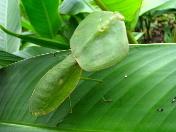 leaf mimicking mantis - Costa Rica