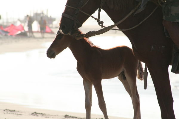 Foal with its mum on the beach