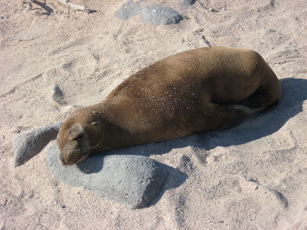 Sea lion napping