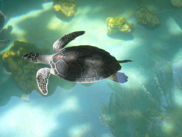 Sea turtle at Turtle Sanctuary