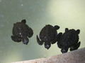 2 week old sea turtle babies!