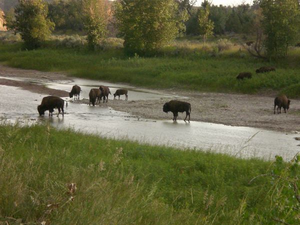 Bison in the river below our campsite