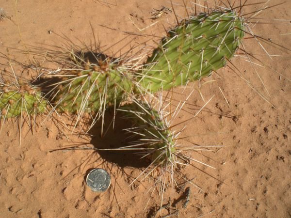 prickley pear cactus