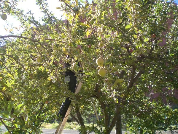Picking apples at Fruita