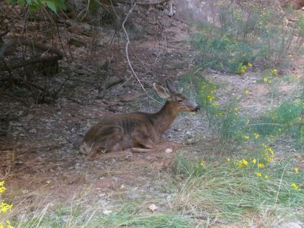 Mule deer in Zion park