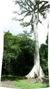 Sacred Mayan Tree