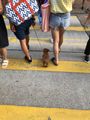 A Tiny Dog