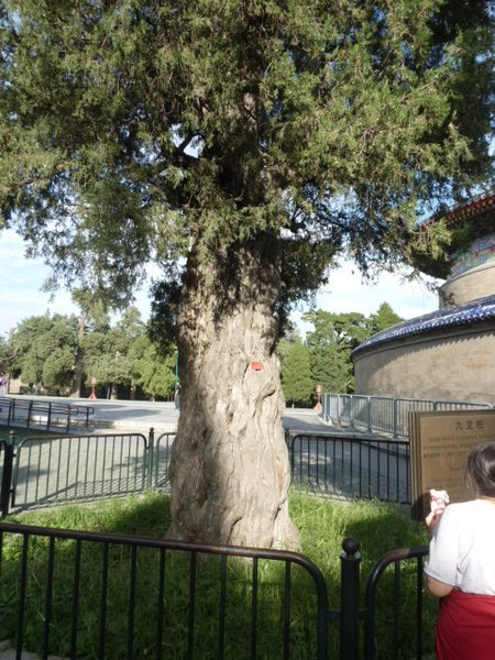 Incredibly old Juniper tree
