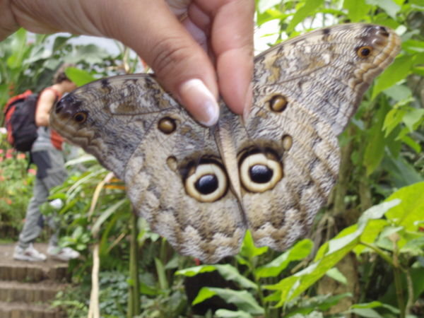 At the butterfly farm