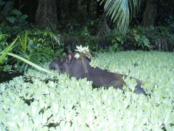 Our Pet Tapir