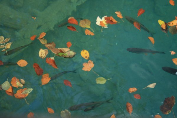 leaves and fishies