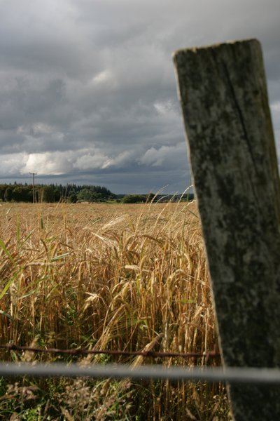 Dramatic sky over wheat fields