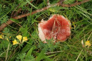 ground fungus