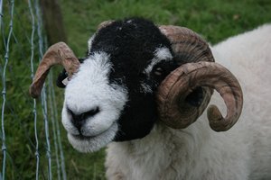 A very friendly ram