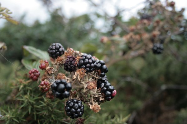 Blackberries for scrumping