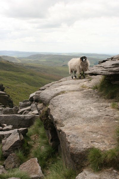 sheep view